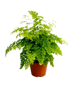 Adiantum raddianum - Root Houseplants