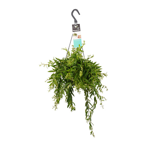 Aeschynanthus japhrolepis - Root Houseplants