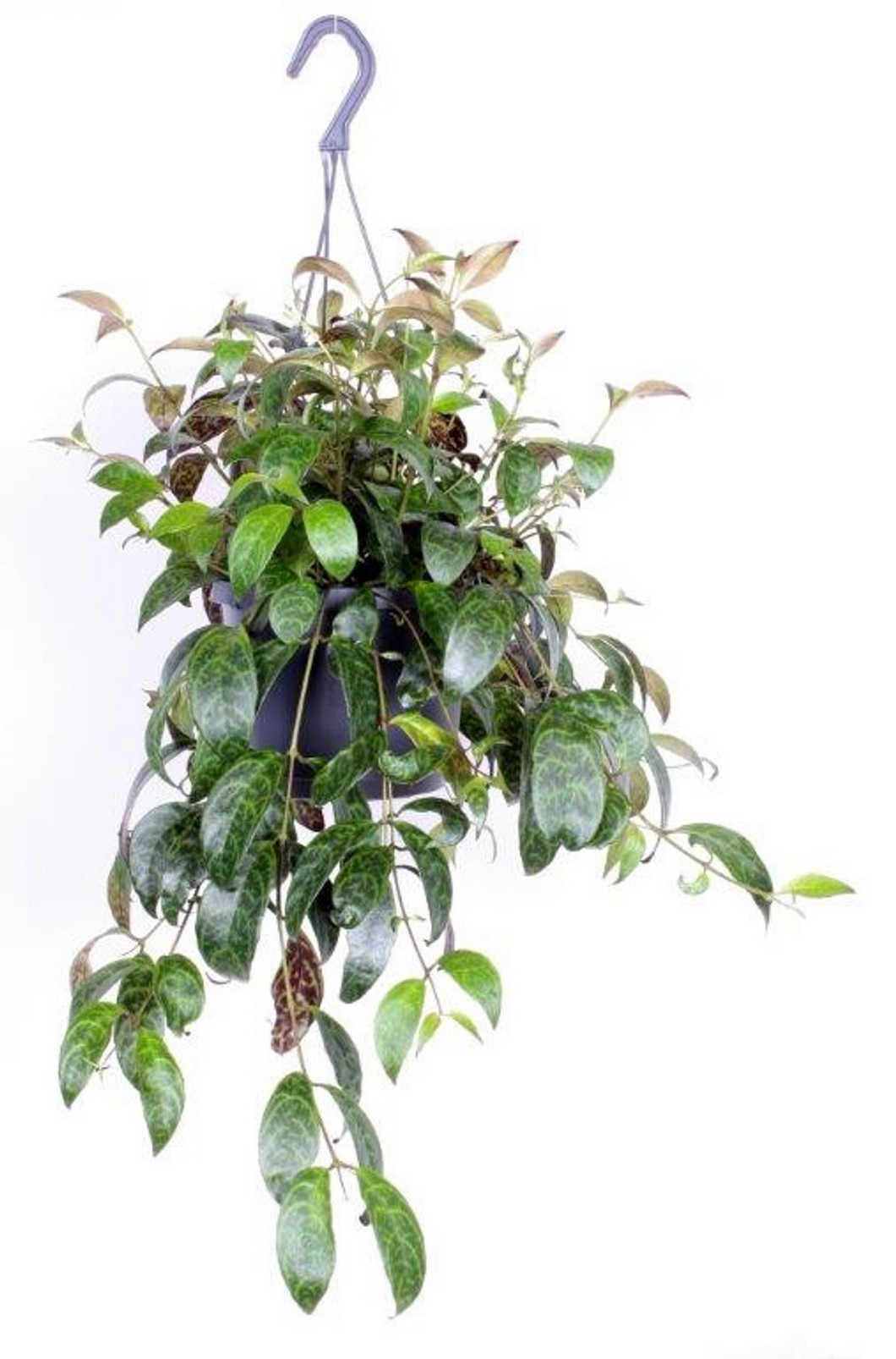 Aeschynanthus longicaulis (syn. Aeschynanthus marmoratus) - Root Houseplants