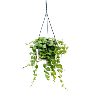 Aeschynanthus 'Pink Polka' - Root Houseplants