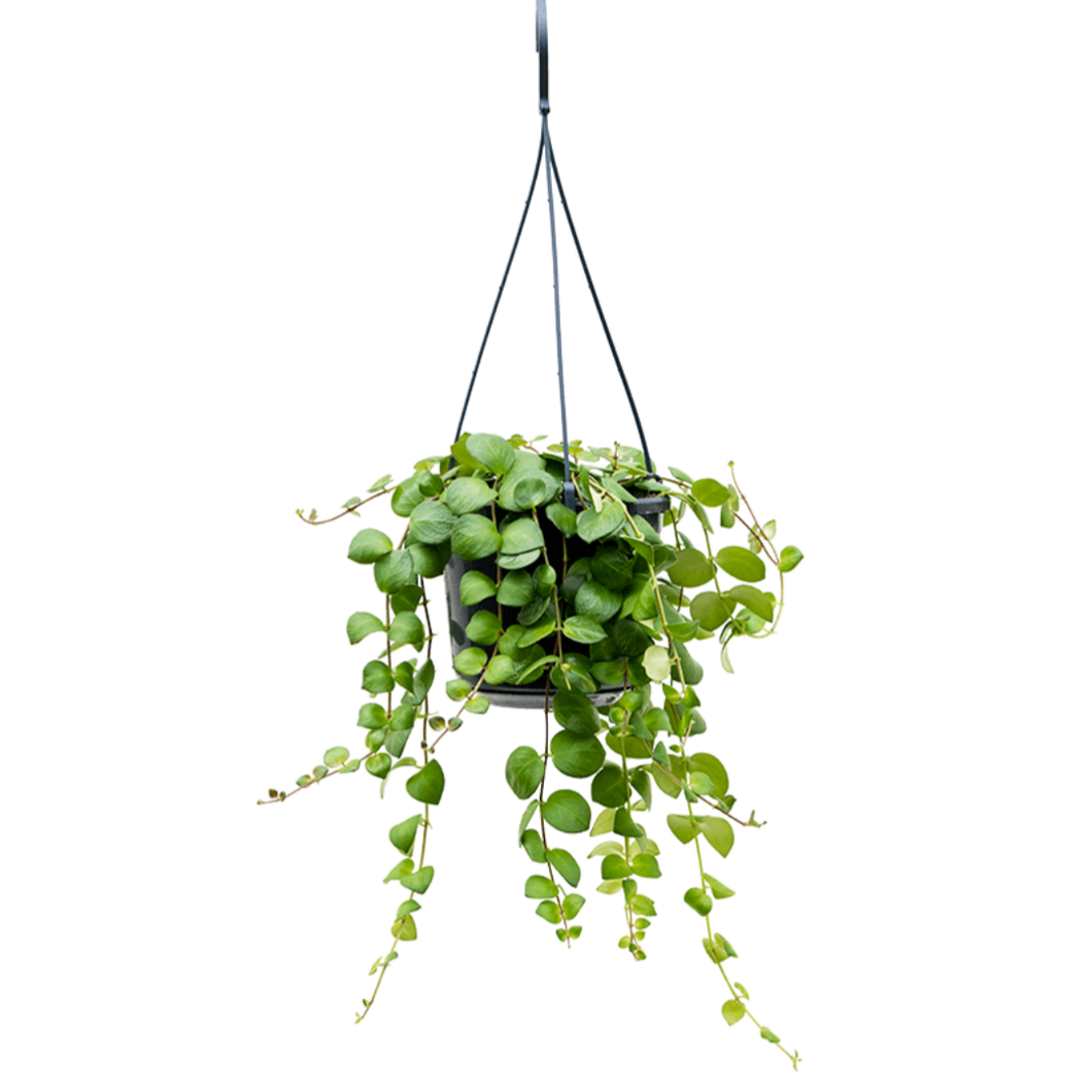 Aeschynanthus 'Pink Polka' - Root Houseplants