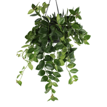Charger l&#39;image dans la galerie, Aeschynanthus pulcher &#39;Mona Lisa&#39; - Root Houseplants
