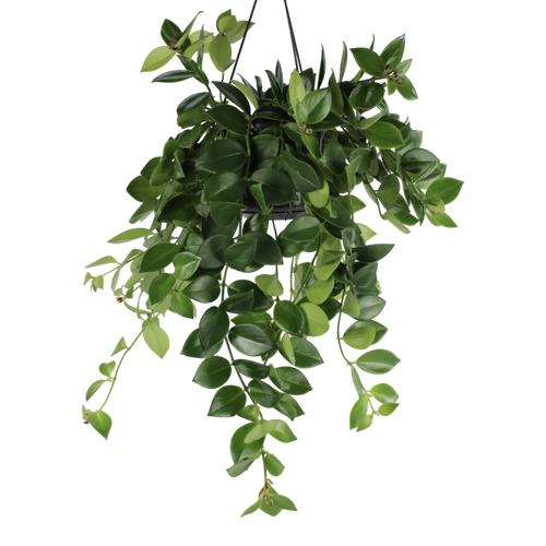 Aeschynanthus pulcher 'Mona Lisa' - Root Houseplants
