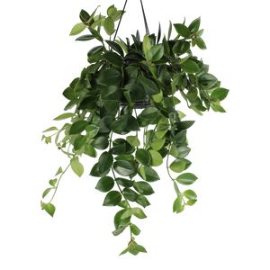 Aeschynanthus pulcher 'Mona Lisa' - Root Houseplants