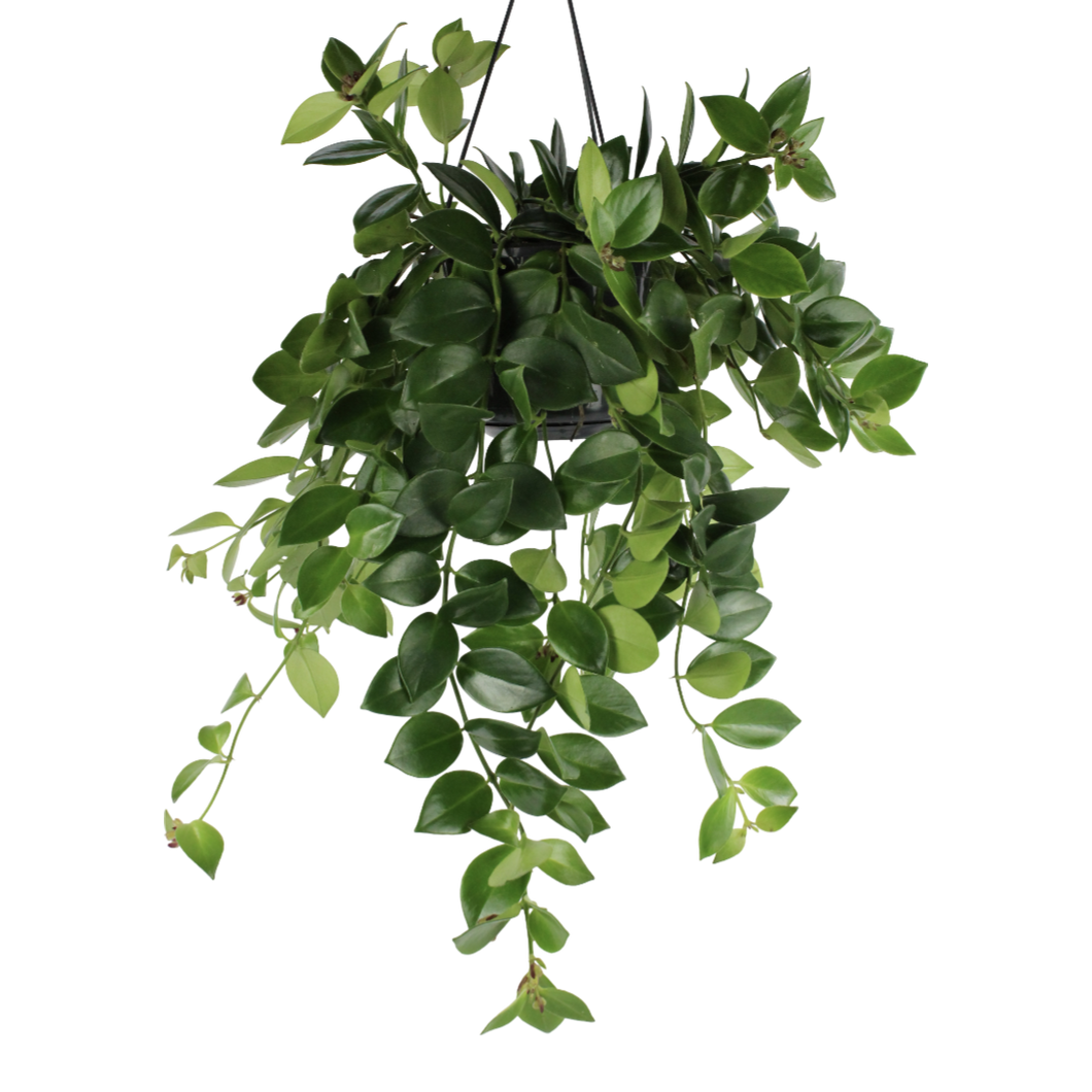 Aeschynanthus pulcher 'Mona Lisa' - Root Houseplants