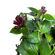 Charger l&#39;image dans la galerie, Aeschynanthus pulcher &#39;Mona Lisa&#39; - Root Houseplants
