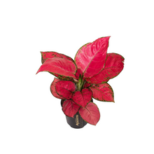 Load image into Gallery viewer, Agalonema &#39;Red Bay&#39; - Root Houseplants
