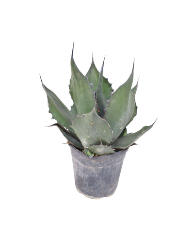 Agave ferox - Root Houseplants