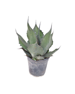 Agave ferox - Root Houseplants