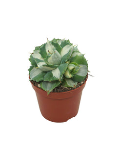 Agave potatorum 'Ouhi-Raijin Variegata' - Root Houseplants