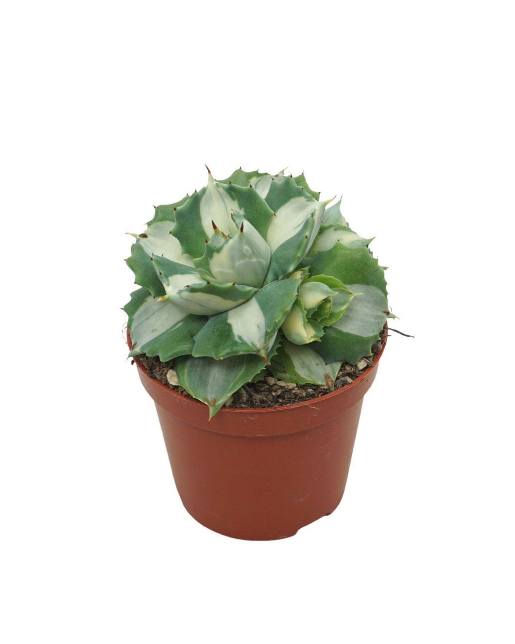 Agave potatorum 'Ouhi-Raijin Variegata' - Root Houseplants