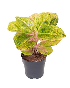 Aglaonema 'Apple Fantasy' - Root Houseplants