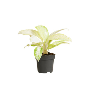 Aglaonema 'Arctic Lime' - Root Houseplants