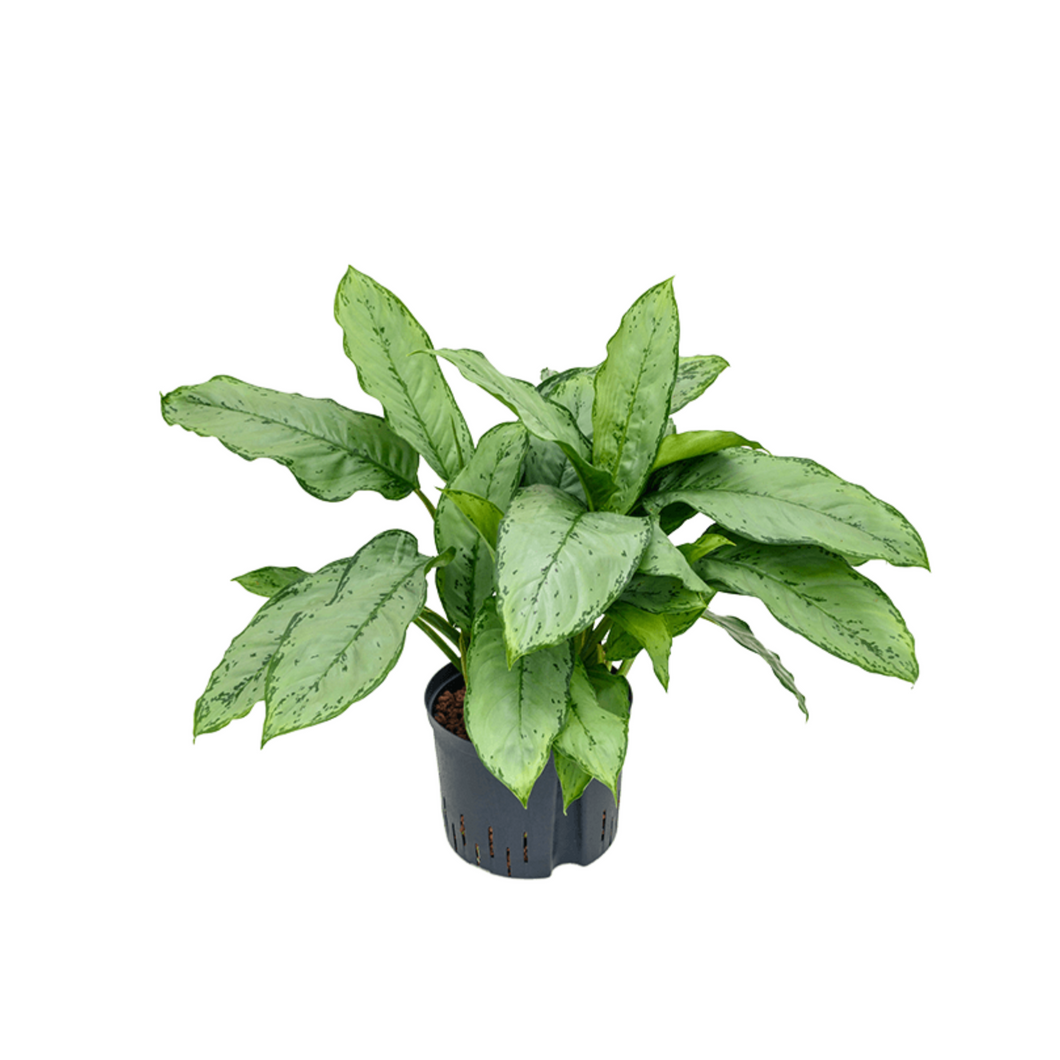 Aglaonema 'B.J. Freeman' - Root Houseplants