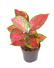 Load image into Gallery viewer, Aglaonema &#39;Crimson Love&#39; - Root Houseplants
