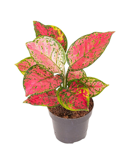 Aglaonema 'Crimson Love' - Root Houseplants