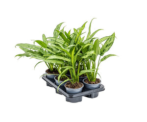 Aglaonema 'Cutlass' - Root Houseplants