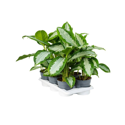 Aglaonema 'Diamond Bay' - Root Houseplants