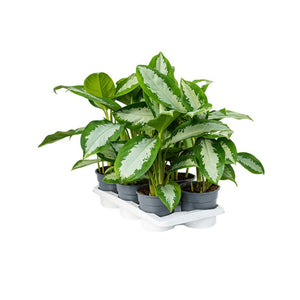 Aglaonema 'Diamond Bay' - Root Houseplants