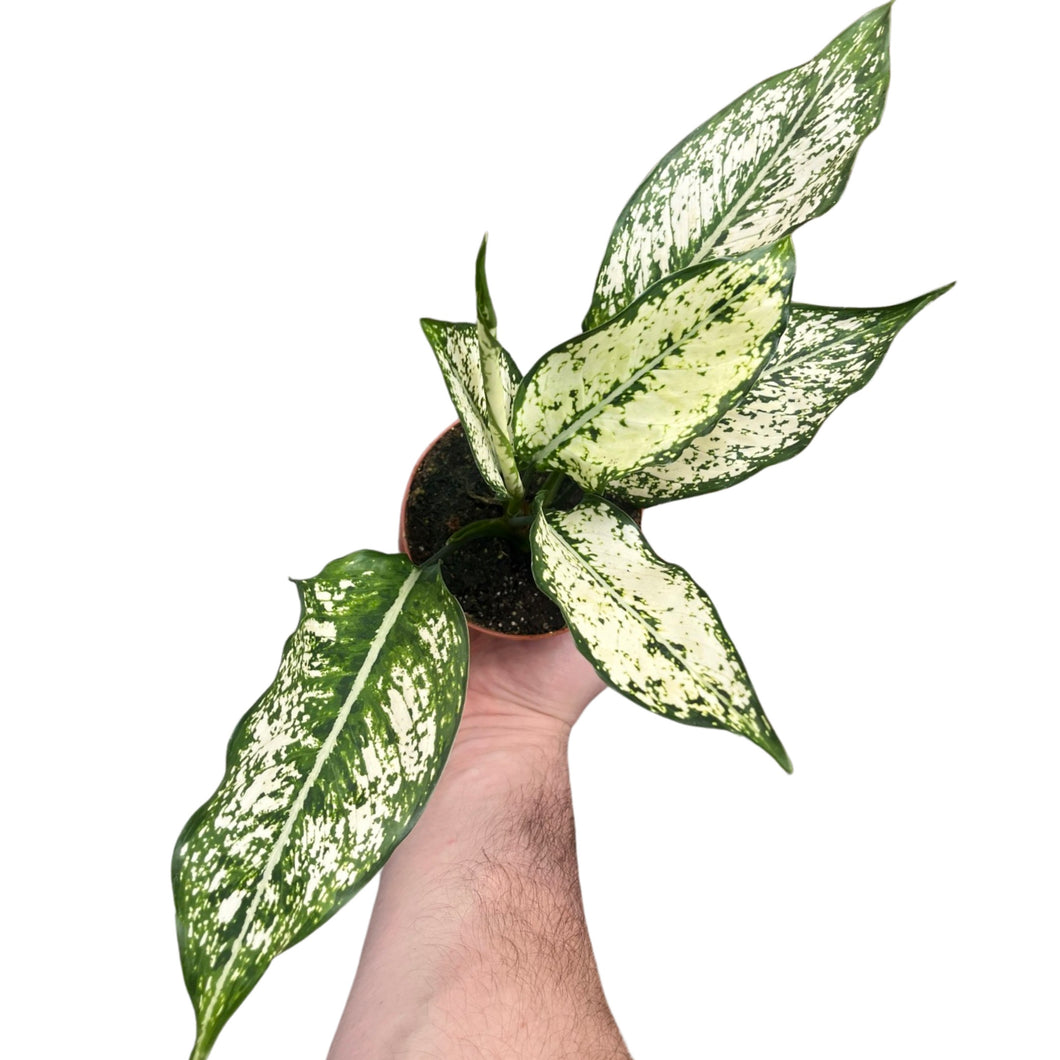 Aglaonema 'First Diamond' - Root Houseplants