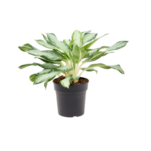 Aglaonema 'Golden Bay' - Root Houseplants