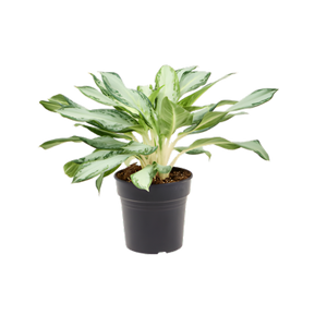 Aglaonema 'Golden Bay' - Root Houseplants