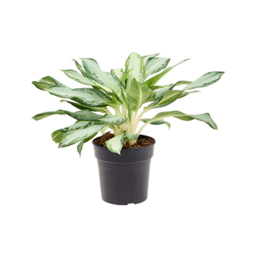 Aglaonema 'Golden Bay' - Root Houseplants