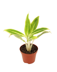Aglaonema 'Lipstick' - Root Houseplants
