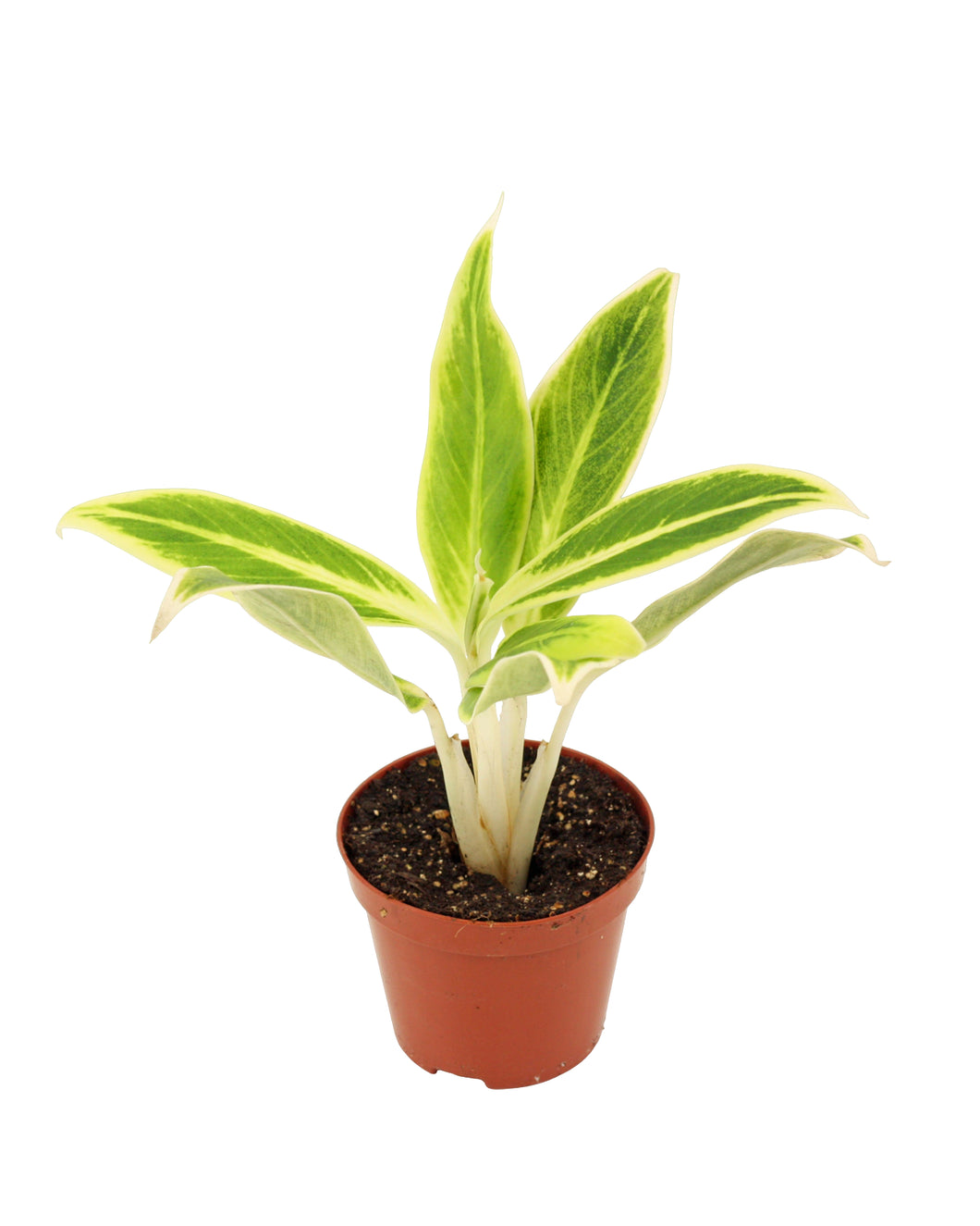 Aglaonema 'Lipstick' - Root Houseplants