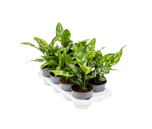 Aglaonema 'Maria' - Root Houseplants