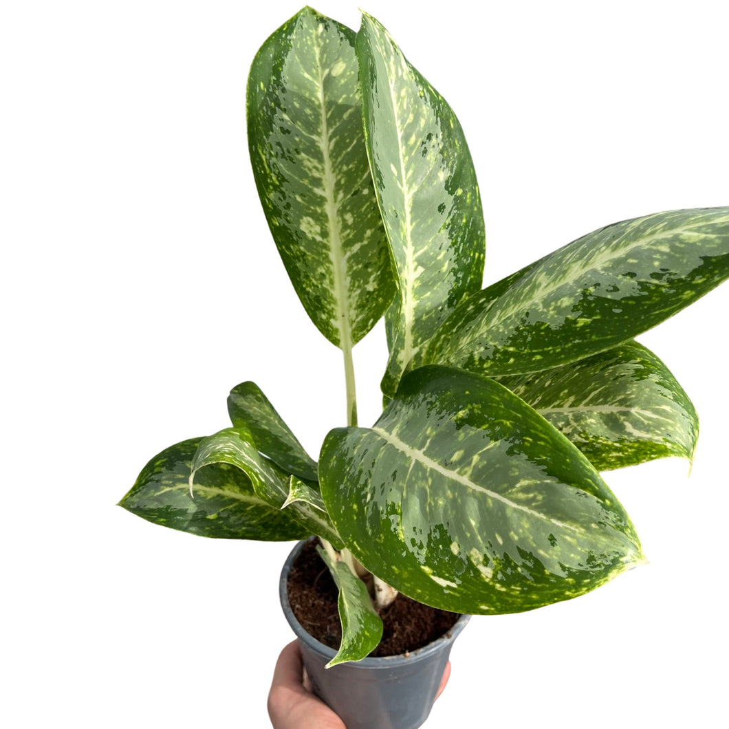 Aglaonema 'Milky Way' - Root Houseplants