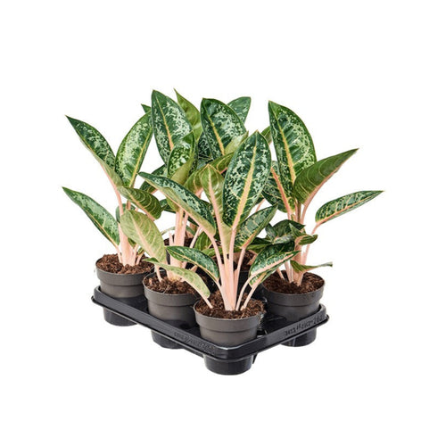 Aglaonema 'Orange Flame' - Root Houseplants