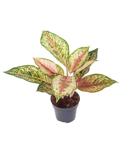 Aglaonema 'Painted Celebration' - Root Houseplants