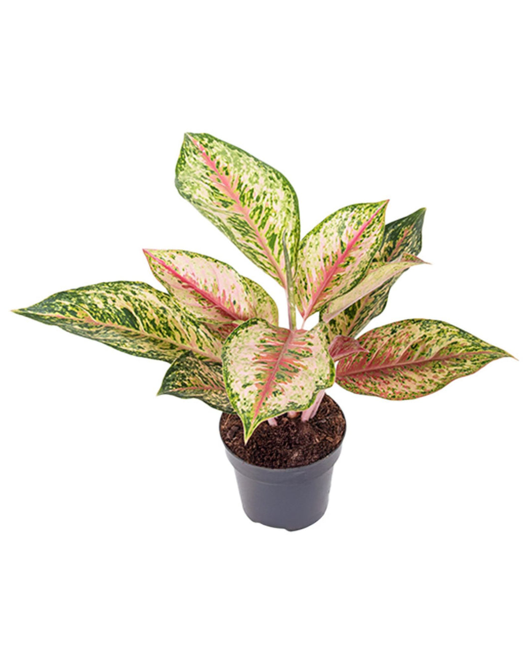 Aglaonema 'Painted Celebration' - Root Houseplants