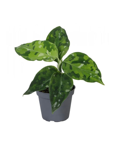 Aglaonema pictum 'Tricolor' - Root Houseplants