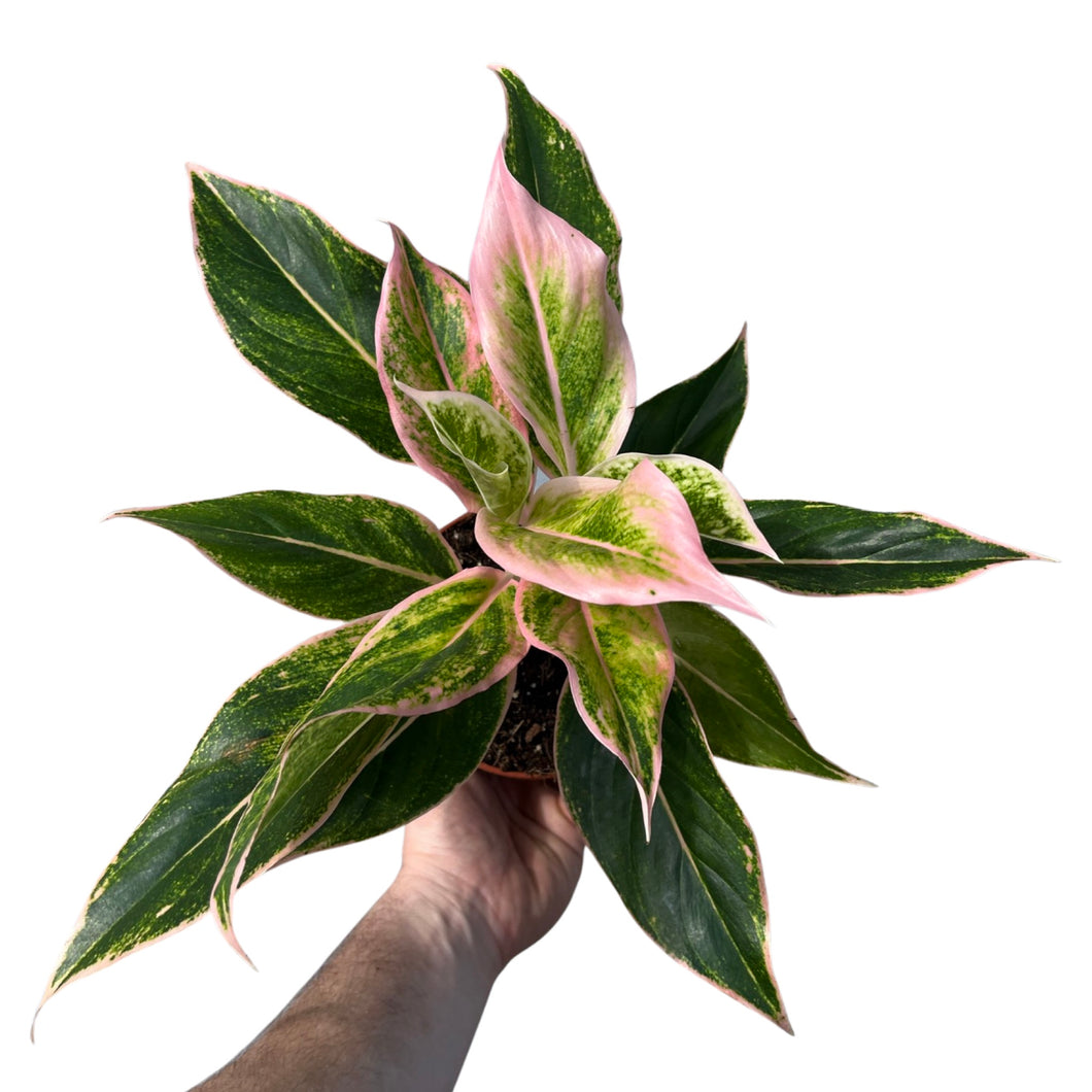 Aglaonema 'Pink Aurora' - Root Houseplants