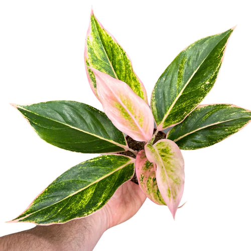 Aglaonema 'Pink Lipstick' - Root Houseplants