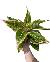 Charger l&#39;image dans la galerie, Aglaonema &#39;Pink Lipstick&#39; - Root Houseplants
