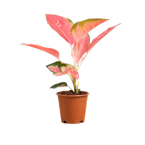 Aglaonema 'Pink Princess' - Root Houseplants