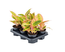 Charger l&#39;image dans la galerie, Aglaonema &#39;Prosperity&#39; - Root Houseplants
