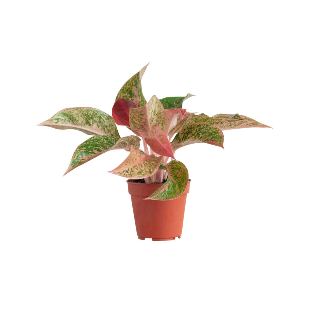 Aglaonema 'Prosperity' - Root Houseplants