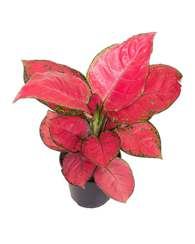 Aglaonema 'Red Joy' - Root Houseplants