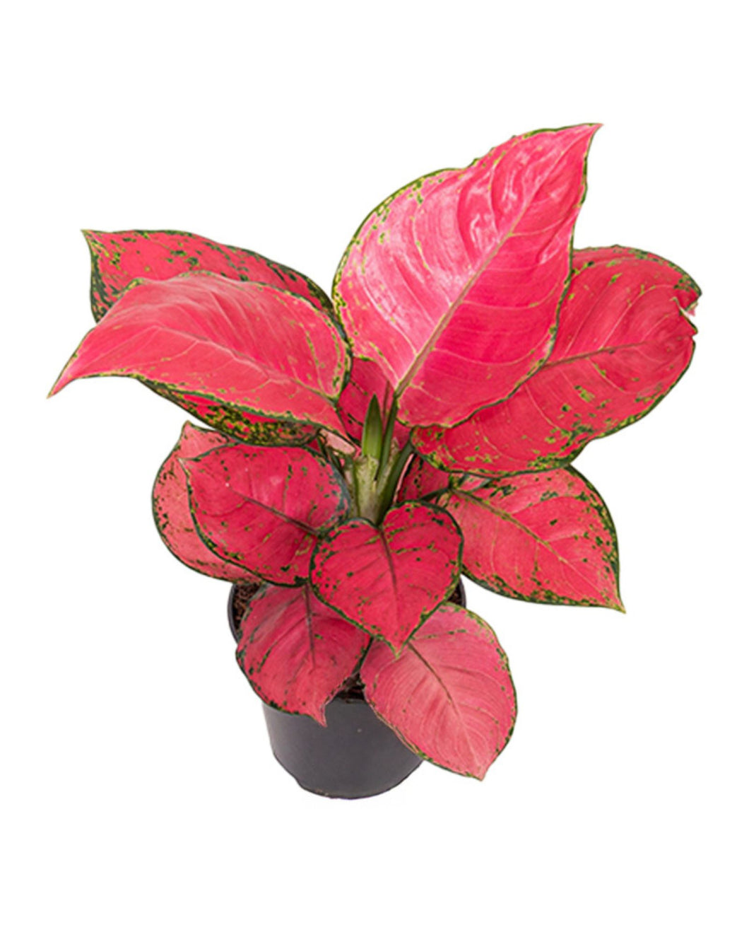 Aglaonema 'Red Joy' - Root Houseplants