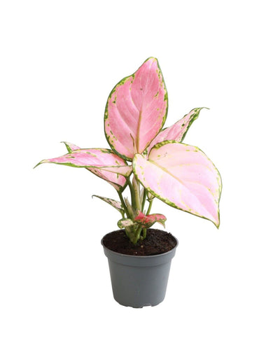 Aglaonema 'Red Zircon' - Root Houseplants