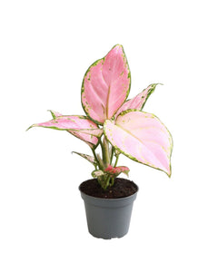 Aglaonema 'Red Zircon' - Root Houseplants
