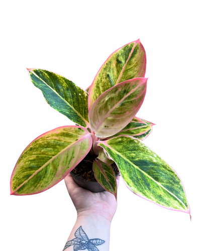 Aglaonema 'Salmon Fantasy' - Root Houseplants