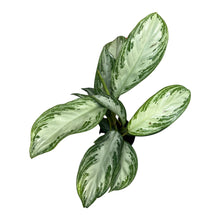 Charger l&#39;image dans la galerie, Aglaonema &#39;Silver Bay&#39; - Root Houseplants
