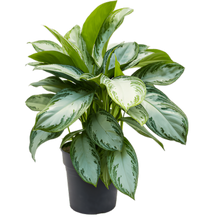 Charger l&#39;image dans la galerie, Aglaonema &#39;Silver Bay&#39; - Root Houseplants
