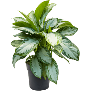 Aglaonema 'Silver Bay' - Root Houseplants