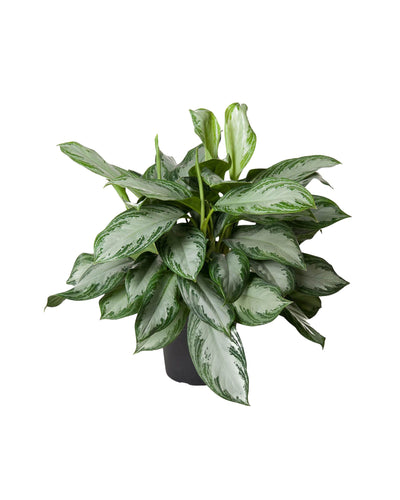 Aglaonema 'Silver Bay' - Root Houseplants